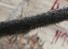 Phaeocalicium curtisii