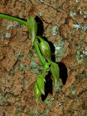 Catasetum cernuum