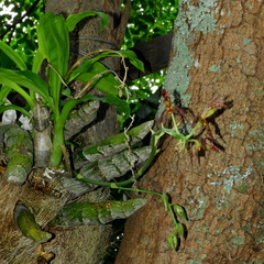 Catasetum cernuum