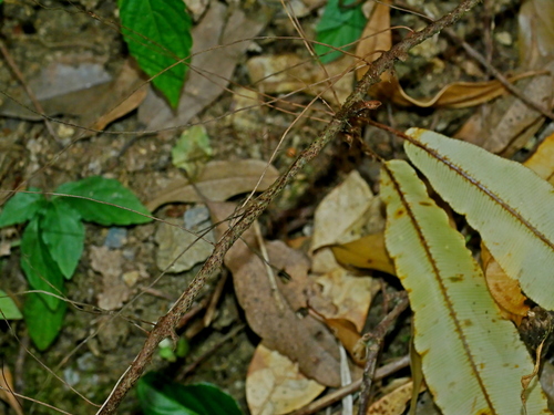 Oleandra wallichii (Oleandra wallichii)