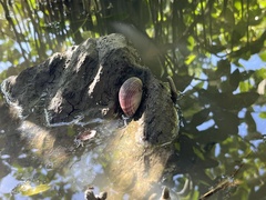 Nerita balteata