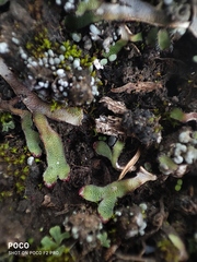 Mannia fragrans