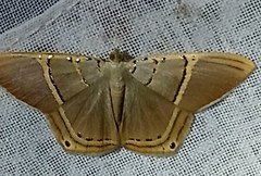 Phrygionis privignaria