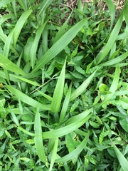 Molineria capitulata