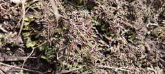 Mannia fragrans