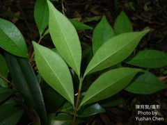 Syzygium formosanum
