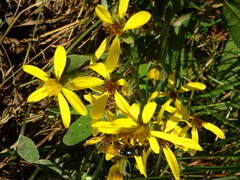 Senecio propinquus
