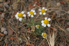 Anthemis tomentosa