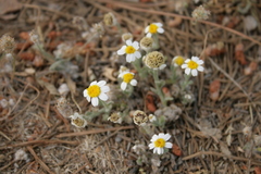 Anthemis tomentosa