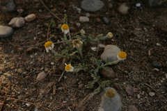 Anthemis tomentosa