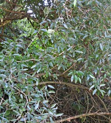 Eugenia pyriformis
