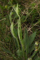 Pilosella auriculoides