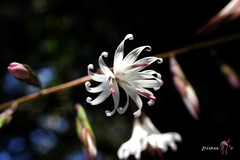 Ainsliaea macroclinidioides