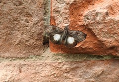 Theagenes albiplaga