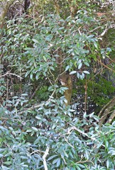 Eugenia pyriformis