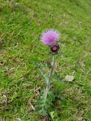Cirsium japonicum australe