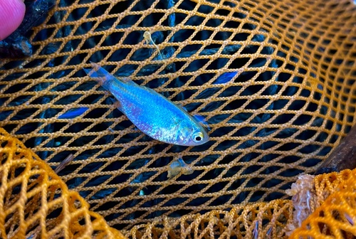 Otomebora mullet (Chelon melinopterus) — Mugilidae — 3