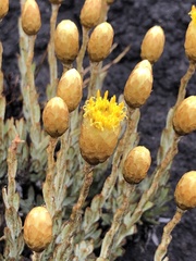 Syncarpha ferruginea