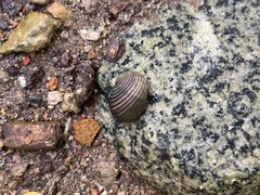 Nerita balteata