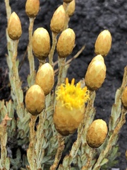 Syncarpha ferruginea