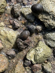 Nerita balteata