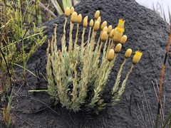 Syncarpha ferruginea