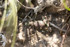 Cicindela sachalinensis kanssuensis