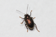 Typophorus