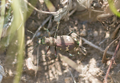 Cicindela sachalinensis kanssuensis