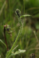 Pilosella auriculoides
