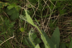 Pilosella auriculoides