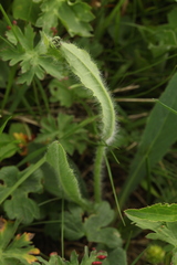 Pilosella auriculoides