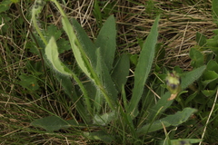 Pilosella auriculoides
