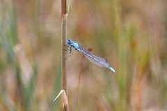 Enallagma cyathigerum