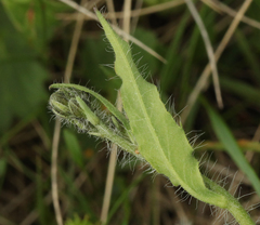 Pilosella auriculoides