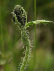 Pilosella auriculoides