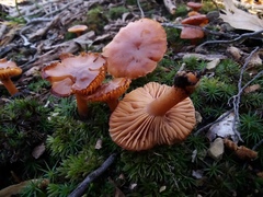 Cuphophyllus colemannianus