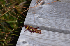 Stethophyma lineatum