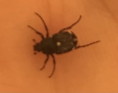 Microvalgus nigrinus