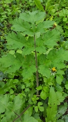 Heracleum sphondylium