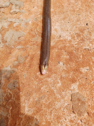 Red Worm Lizard