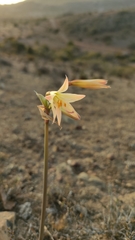 Zephyranthes advena
