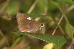 Notocrypta feisthamelii