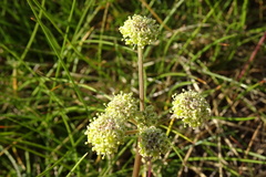 Selinum pyrenaeum