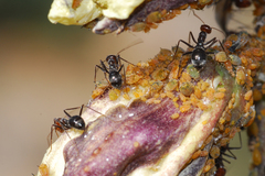 Myrmecocystus mendax