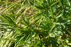 Selinum pyrenaeum