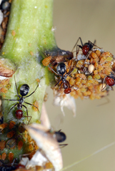 Myrmecocystus mendax