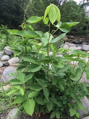 Flemingia macrophylla