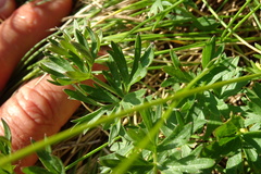 Selinum pyrenaeum