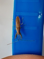 Pachygrontha lineata